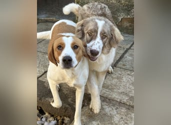 Liona, geb. ca. 12/2024, lebt in GRIECHENLAND, auf einem Gelände, wird notdürftig versorgt