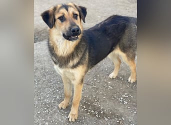 Elphaba, geb. ca. 07/2025, lebt in GRIECHENLAND, im städt. Tierheim Serres