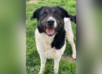 Thanio, geb. ca. 06/2020, lebt in GRIECHENLAND, im städt. Tierheim Serres