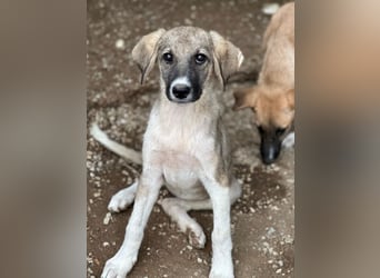 Karolina, geb. ca. 03/2026, lebt in GRIECHENLAND, im städt. Tierheim Serres