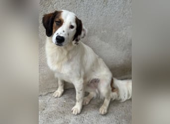 Fidi, geb. ca. 08/2025, lebt in GRIECHENLAND, im städt. Tierheim Serres