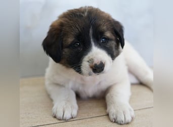 Calma, geb. ca. 01/2026, lebt in GRIECHENLAND, auf einer privaten Pflegestelle