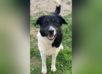 Thanio, geb. ca. 06/2020, lebt in GRIECHENLAND, im städt. Tierheim Serres