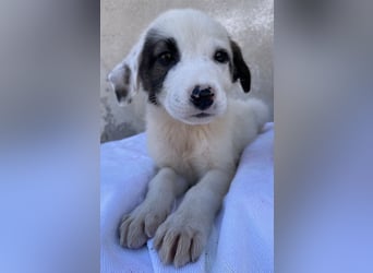 Alain, geb. ca. 06/2023, lebt in GRIECHENLAND, im städt. Tierheim Serres