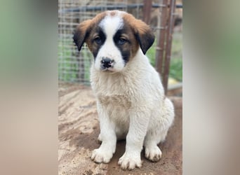 Diavolo, geb. ca. 11/2025, lebt in GRIECHENLAND, auf einer privaten Pflegestelle