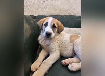 Alma, geb. ca. 02/2026, lebt in GRIECHENLAND, im städt. Tierheim Serres