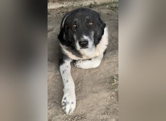 Harwin, geb. ca. 11/2018, lebt in GRIECHENLAND, im städt. Tierheim Serres