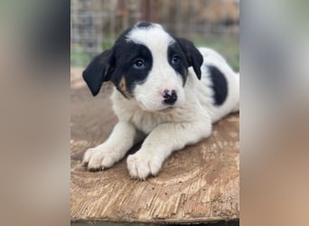 Hawaii, geb. ca. 11/2025, lebt in GRIECHENLAND, auf einer privaten Pflegestelle