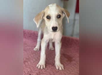 Ivy, geb. ca. 05/2026, lebt in GRIECHENLAND, im städt. Tierheim Serres