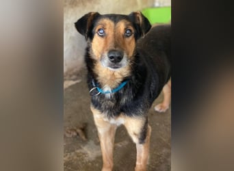 Tizian, geb. ca. 04/2022, lebt in GRIECHENLAND, auf einer privaten Pflegestelle