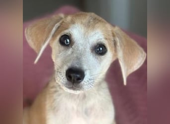 Rosie, geb. ca. 05/2026, lebt in GRIECHENLAND, im städt. Tierheim Serres