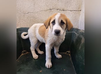 Alma, geb. ca. 02/2026, lebt in GRIECHENLAND, im städt. Tierheim Serres