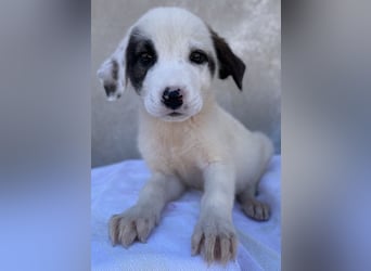 Alain, geb. ca. 06/2023, lebt in GRIECHENLAND, im städt. Tierheim Serres