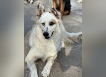 Hope, geb. ca. 03/2024, lebt in GRIECHENLAND, im städt. Tierheim Serres