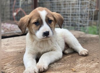 Bufala, geb. ca.11/2025, lebt in GRIECHENLAND, auf einer privaten Pflegestelle