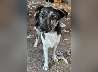 Kaiser, geb. ca. 12/2023, lebt in GRIECHENLAND, auf einem Gelände, Hunde werden notdürftig versorgt