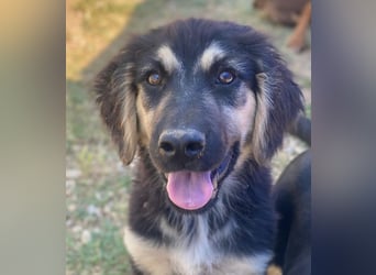 Quana, geb. ca. 02/2025, lebt in GRIECHENLAND, auf einer privaten Pflegestelle