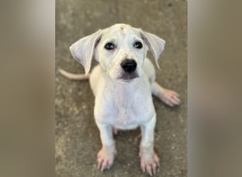 Lily, geb. ca. 05/2026, lebt in GRIECHENLAND, im städt. Tierheim Serres