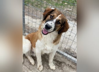 Barkley, geb. ca. 10/2024, lebt in GRIECHENLAND, auf einer privaten Pflegestelle