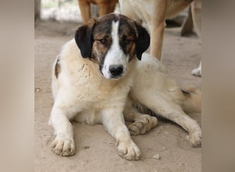 Pitt, geb. ca. 05/2021, lebt in GRIECHENLAND, im städt. Tierheim Serres