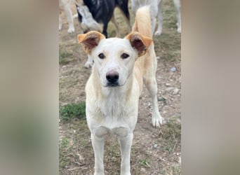 Kalena, geb. ca. 01/2025, lebt in GRIECHENLAND, im städt. Tierheim Serres