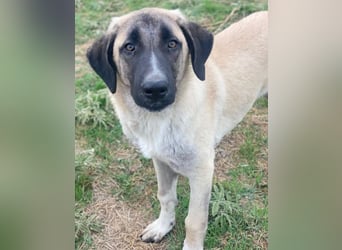 Twixx, geb. ca. 03/2025, lebt in GRIECHENLAND, im städt. Tierheim Serres