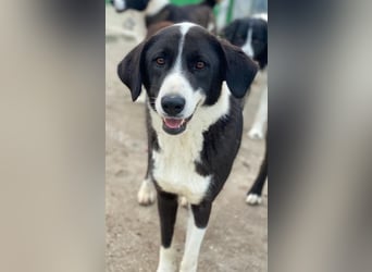 Arielle, geb. ca. 01/2023, lebt in GRIECHENLAND, im städt. Tierheim Serres