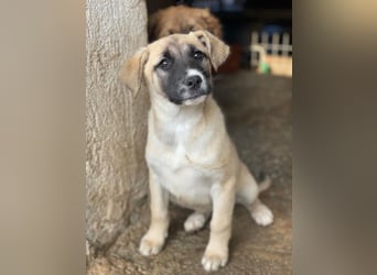 Mira, geb. ca. 12/2025, lebt in GRIECHENLAND, im städt. Tierheim Serres