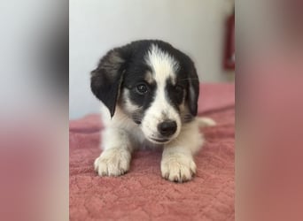 Colada, geb. ca. 05/2026, lebt in GRIECHENLAND, im städt. Tierheim Serres