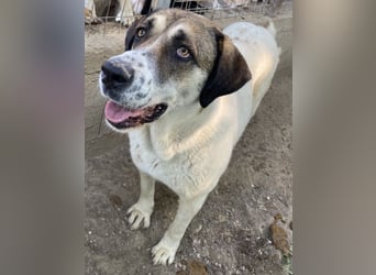 Elliot, geb. ca. 05/2022, lebt in GRIECHENLAND, im städt. Tierheim Serres