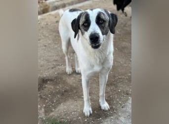 Antoya, geb. ca. 02/2024, lebt in GRIECHENLAND, im städt. Tierheim Serres