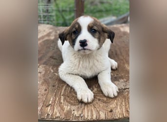 Tonno, geb. ca. 11/2025, lebt in GRIECHENLAND, auf einer privaten Pflegestelle