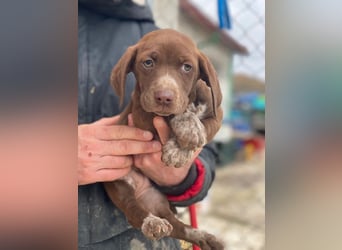 Castanea, geb. ca. 11/2025, lebt in GRIECHENLAND, auf einer privaten Pflegestelle