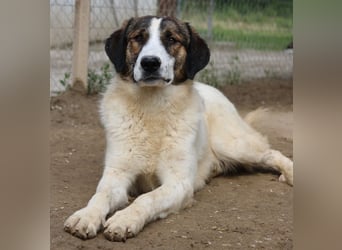 Pitt, geb. ca. 05/2021, lebt in GRIECHENLAND, im städt. Tierheim Serres