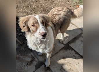 Liona, geb. ca. 12/2024, lebt in GRIECHENLAND, auf einem Gelände, wird notdürftig versorgt