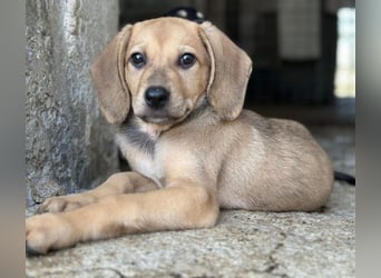 Vanilla, geb. ca. 05/2026, lebt in GRIECHENLAND, im städt. Tierheim Serres