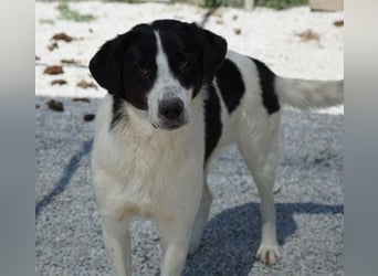 Zola, geb. ca. 01/2025, lebt in GRIECHENLAND, im städt. Tierheim Serres