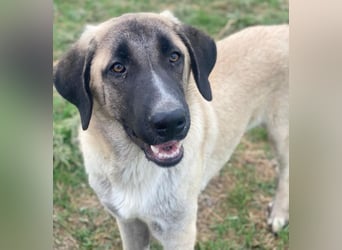 Twixx, geb. ca. 03/2025, lebt in GRIECHENLAND, im städt. Tierheim Serres