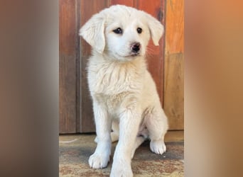 Saki, geb. ca. 03/2026, lebt in GRIECHENLAND, auf einer privaten Pflegestelle