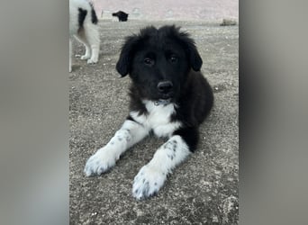 Baron, geb. ca. 12/2023, lebt in GRIECHENLAND, auf einem Gelände, Hunde werden notdürftig versorgt