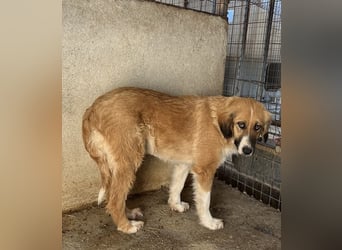 Blümchen, geb. ca. 08/2024, lebt in GRIECHENLAND, im städt. Tierheim Serres