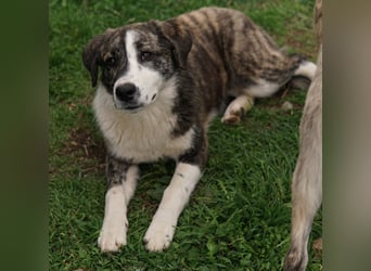 Paula, geb. ca. 07/2023, lebt in GRIECHENLAND, auf einem Gelände, Hunde werden notdürftig versorgt