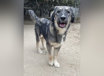 Karla, geb. ca. 03/2023, lebt in GRIECHENLAND, im städt. Tierheim Serres