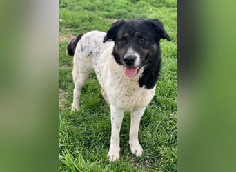 Thanio, geb. ca. 06/2020, lebt in GRIECHENLAND, im städt. Tierheim Serres