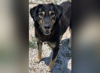 Lavinia, geb. ca. 06/2019, lebt in GRIECHENLAND, im städt. Tierheim Serres