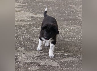 Baron, geb. ca. 12/2023, lebt in GRIECHENLAND, auf einem Gelände, Hunde werden notdürftig versorgt