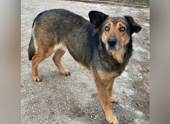 Violetta, geb. ca. 09/2018, lebt in GRIECHENLAND, im städt. Tierheim Serres