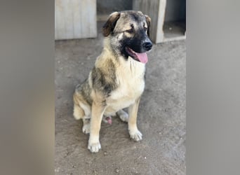 Davio, geb. ca. 06/2023, lebt in GRIECHENLAND, im städt. Tierheim Serres