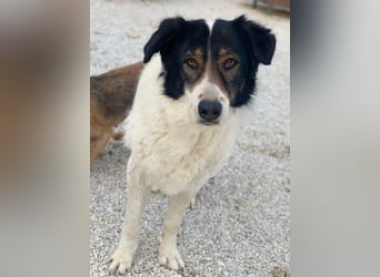 Xalia, geb. ca. 03/2018, lebt in GRIECHENLAND, im städt. Tierheim Serres