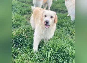 Arina, geb. ca. 10/2024, lebt in GRIECHENLAND, im städt. Tierheim Serres